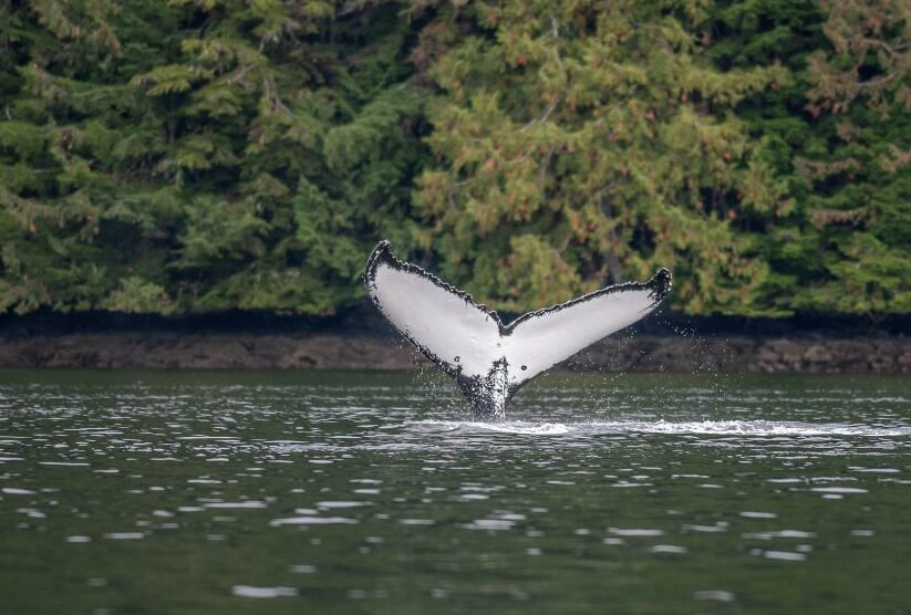 A humpback whale fluke