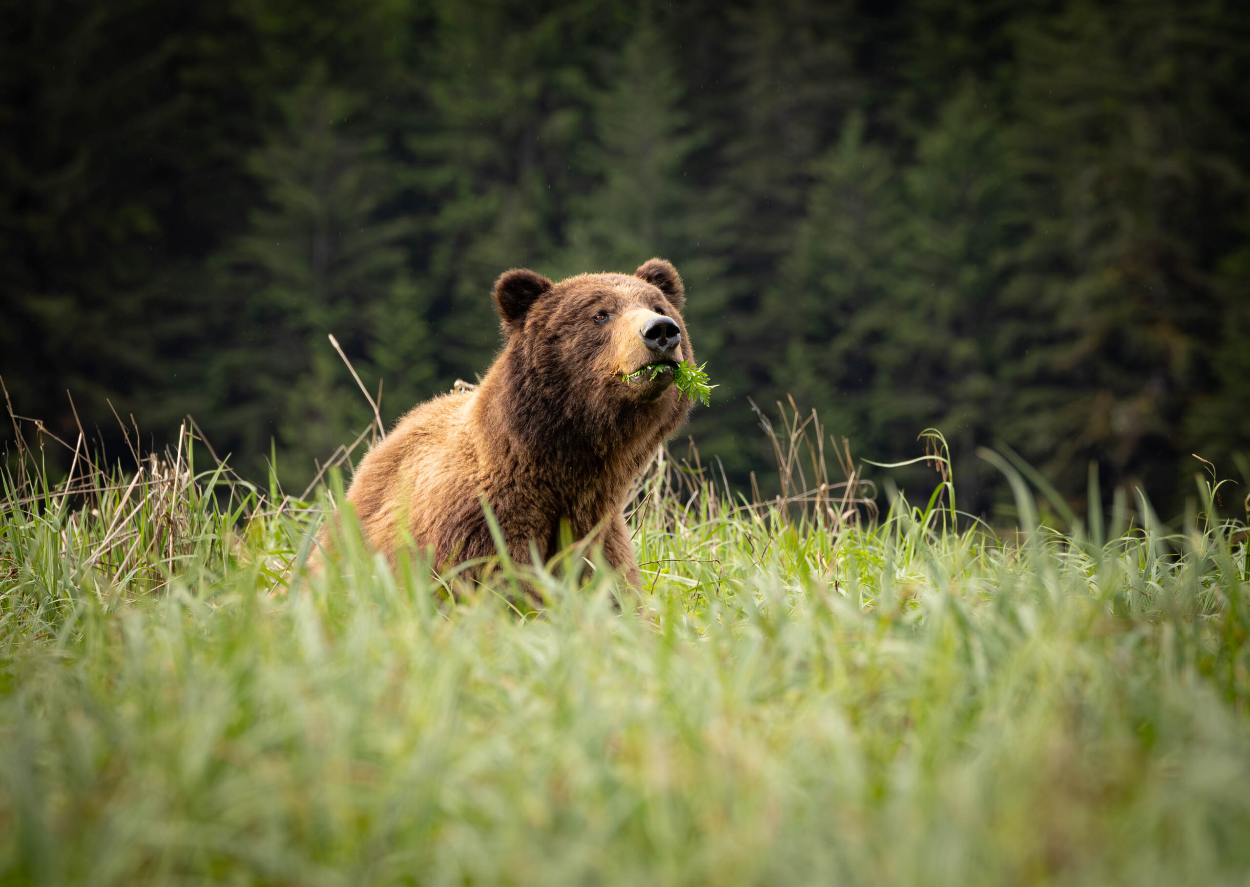 Large male grizzly grazing on sedge grass