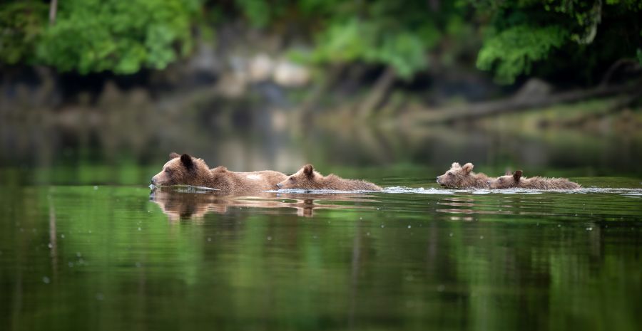 Mum grizzly leads 3 cubs for a swim