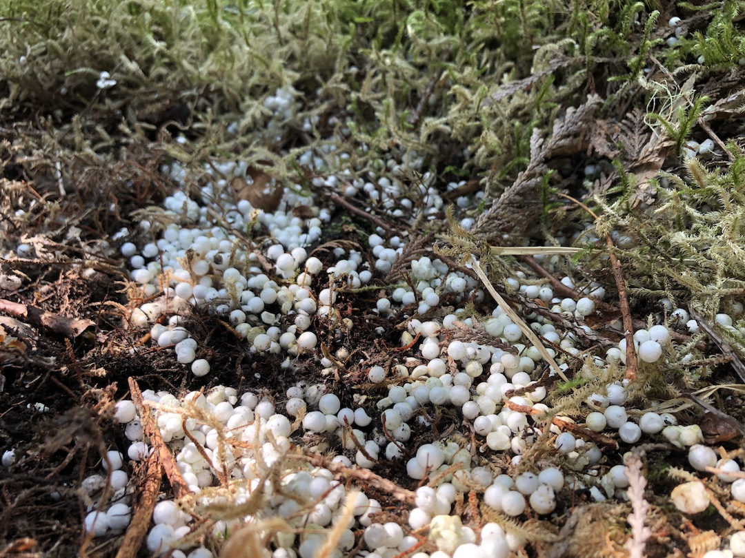 Tiny pearl-shaped styrofoam found embedded in the forest of Haida Gwaii by Bluewater Adventures Crew.