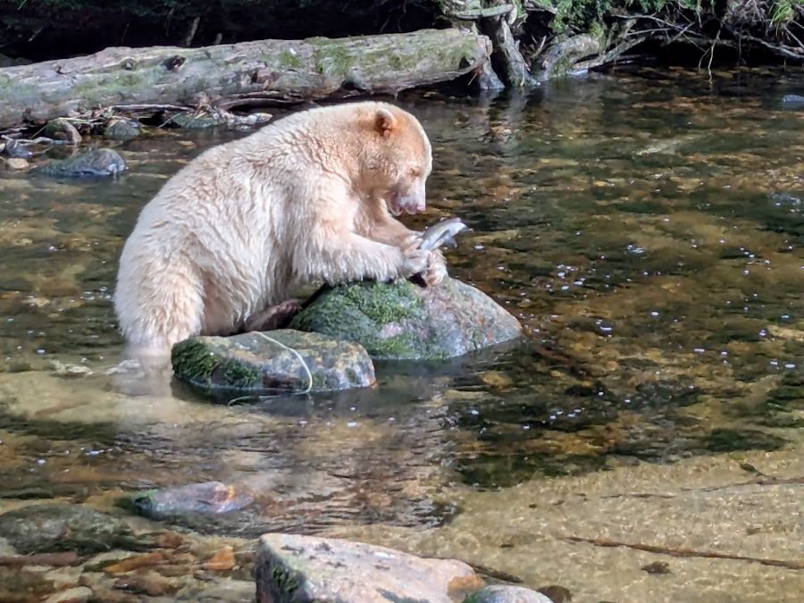 Rotund spirit bear, perched on a rock in a stream, eating a salmon.
